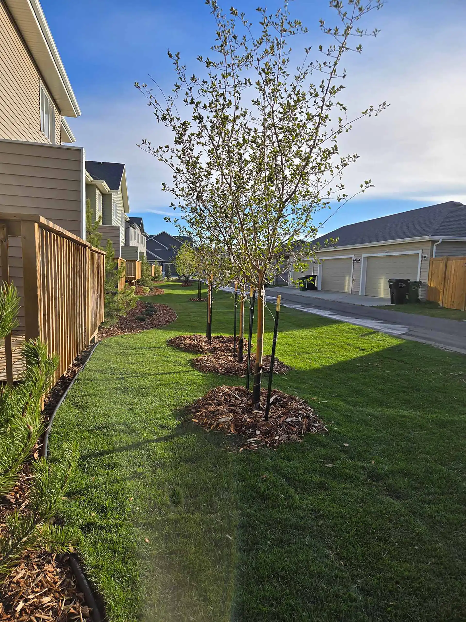 Multi-family planting and sod installation Akash Homes Edmonton