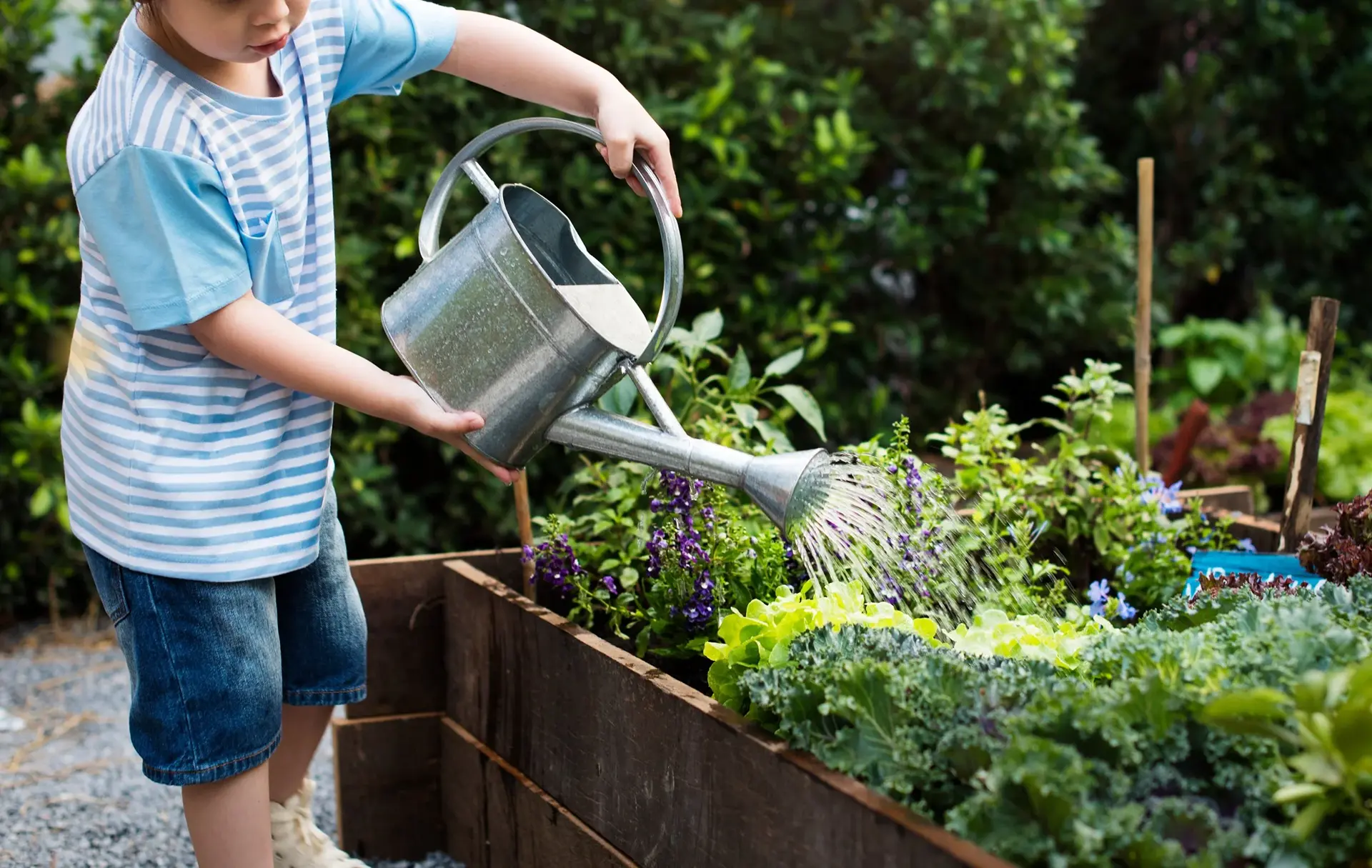 Vegetable planter boxes and small garden design, Edmonton