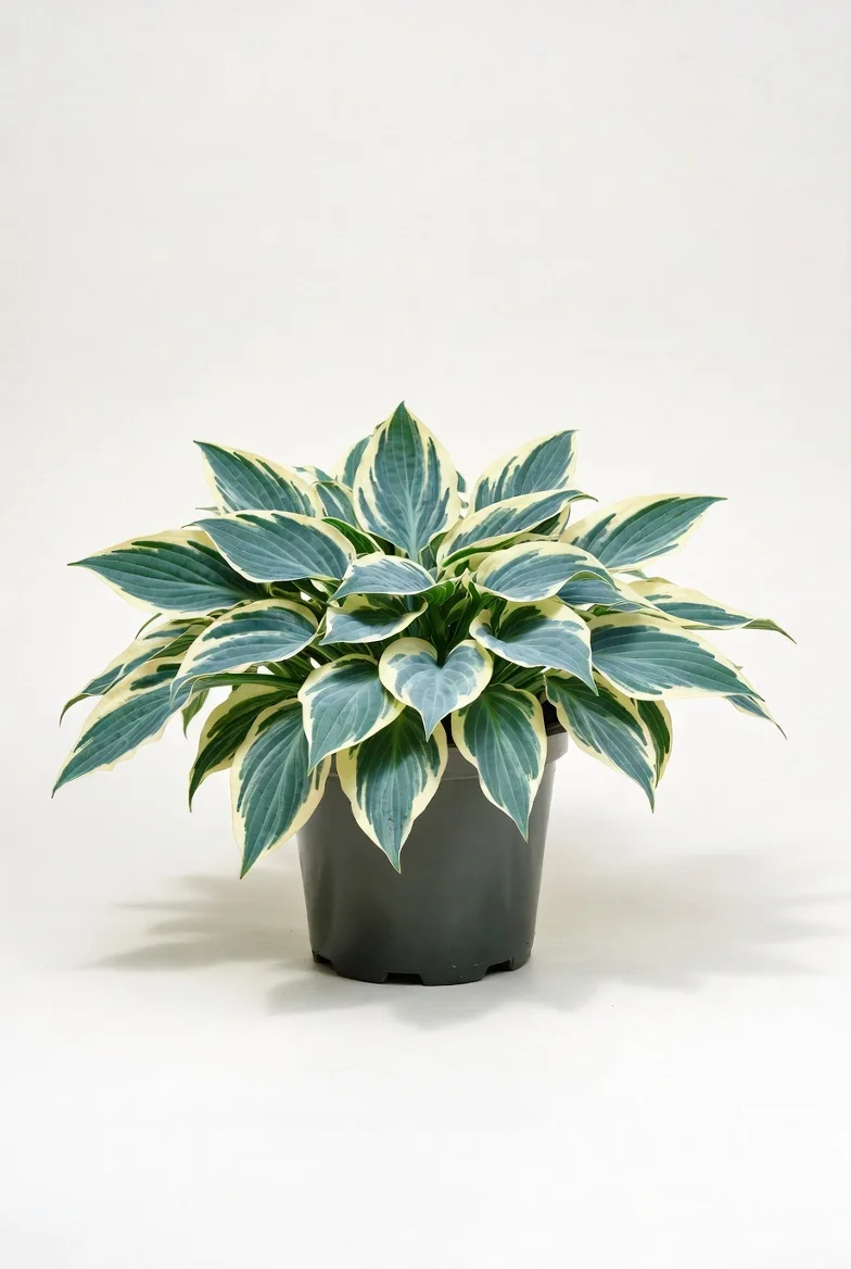 First Frost Hosta perennial with blue-green foliage