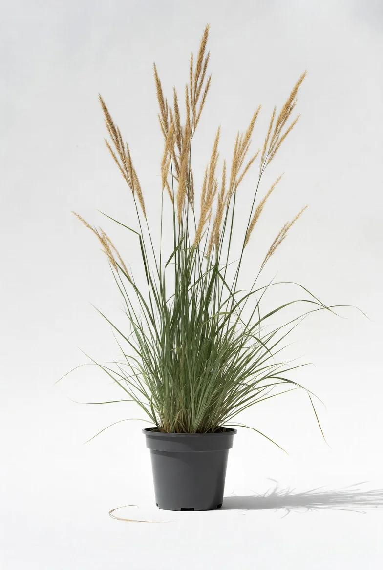 Karl Foerster ornamental grass in Edmonton landscape