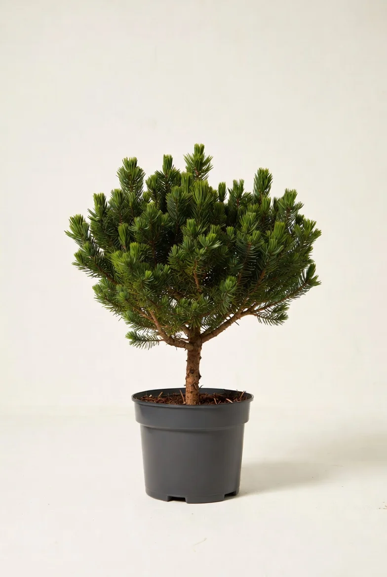Dwarf Mugo Pine evergreen foundation shrub