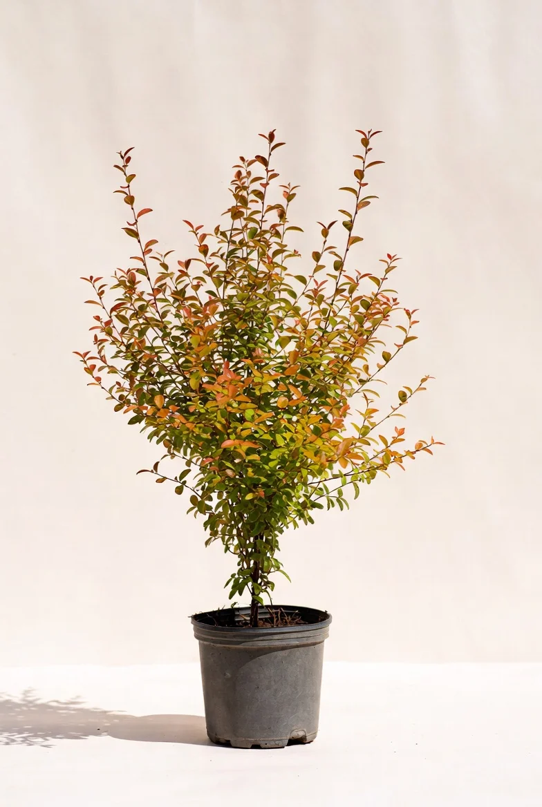 Goldflame Spirea shrub with colourful foliage