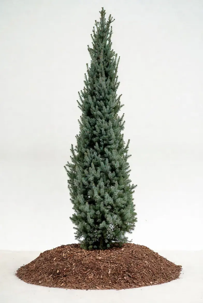 Columnar Blue Spruce narrow evergreen for small yards